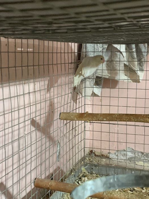 qushla sotilad nerazluchka para tayor