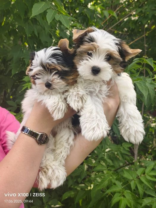 Очаровательные щенки бивера