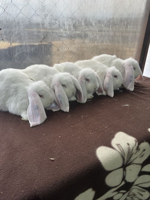 Iepuri berbec german