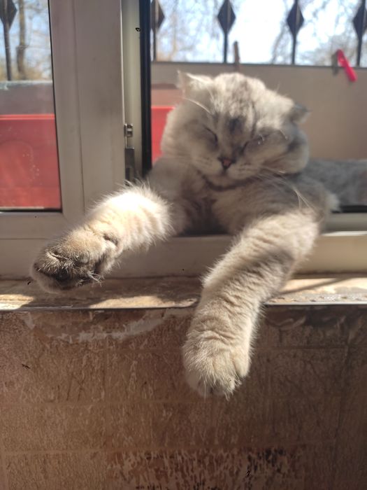 Кот на вязку           .