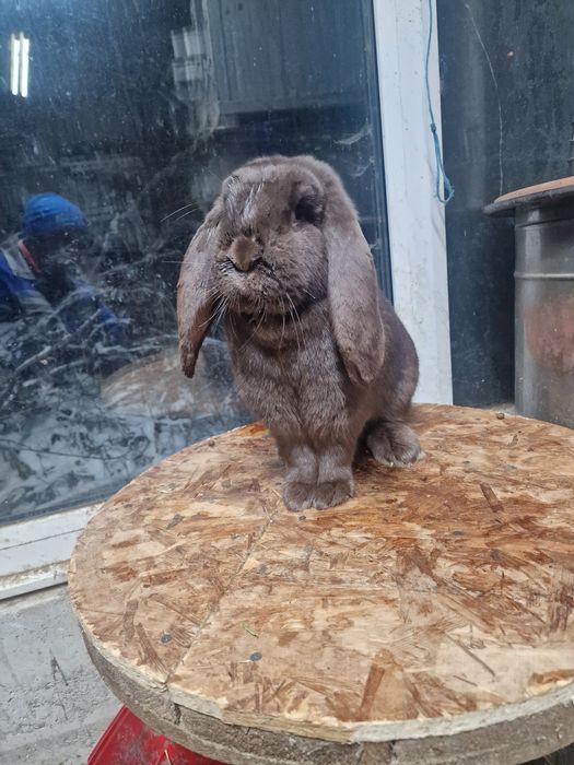 Iepuri berbec german