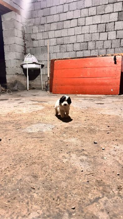 Руский охотник спаниель