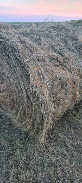 Продам сено