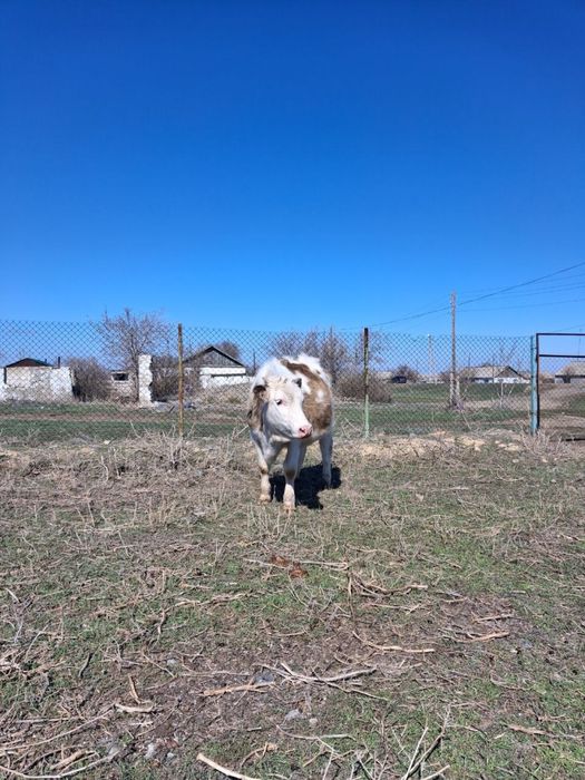 Продам стельную телку