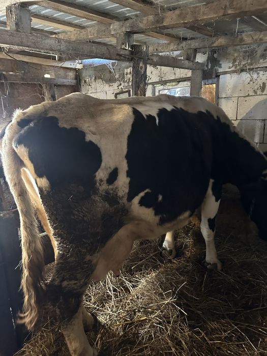 Vaca Holstein De Vanzare