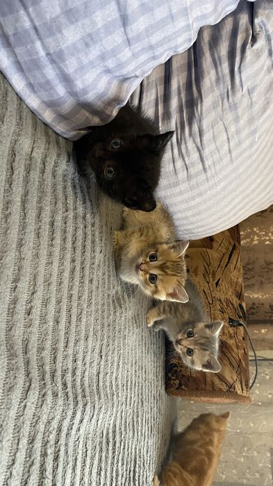 Отдам котят бесплатно