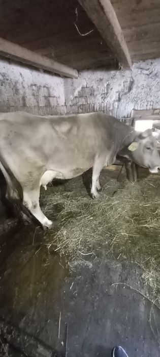 Vacă brună de Maramureș