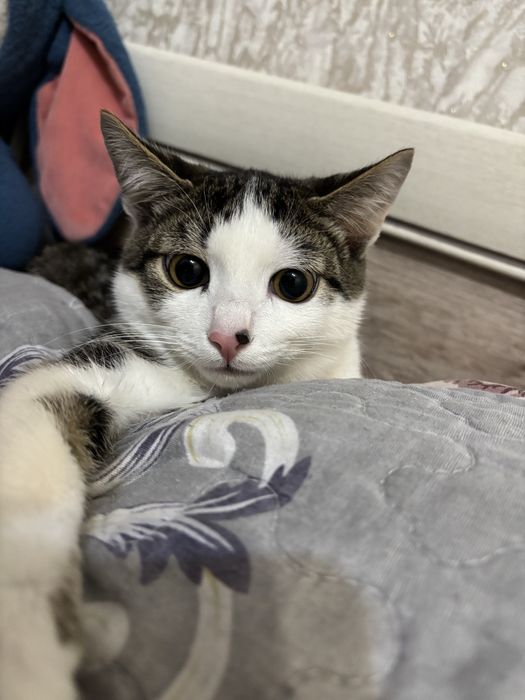 отдам котенка в хорошие руки