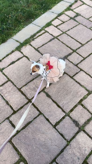 Чихо Пинчер момиче