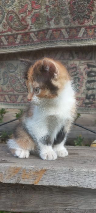 котёнок ( девочка )