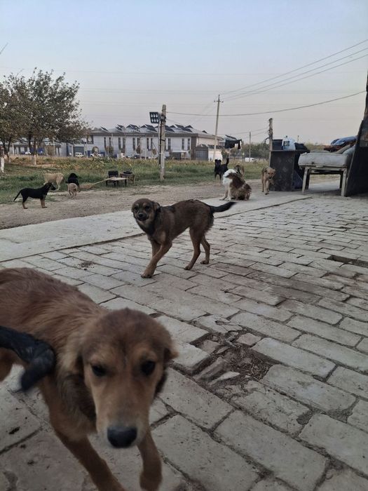 Отдам даром в хорошие руки