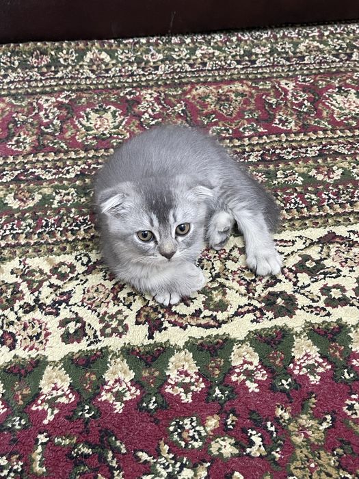 Shishilla zotidan 3 ta mushukchala sotiladi