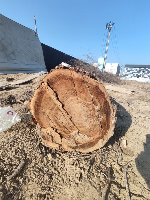 Продам стволы карагача.