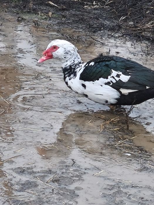 Vând  cocosi și ratoi