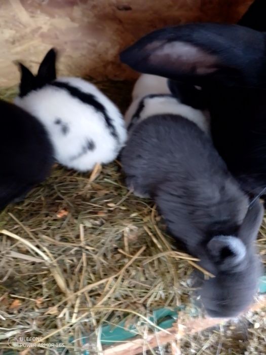 Iepurașii fluture german