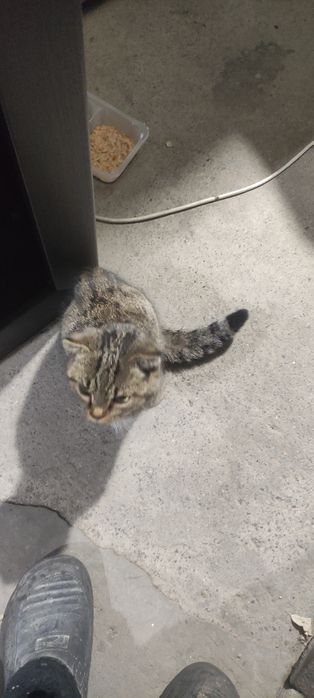 Отдам кошечку в хорошие руки