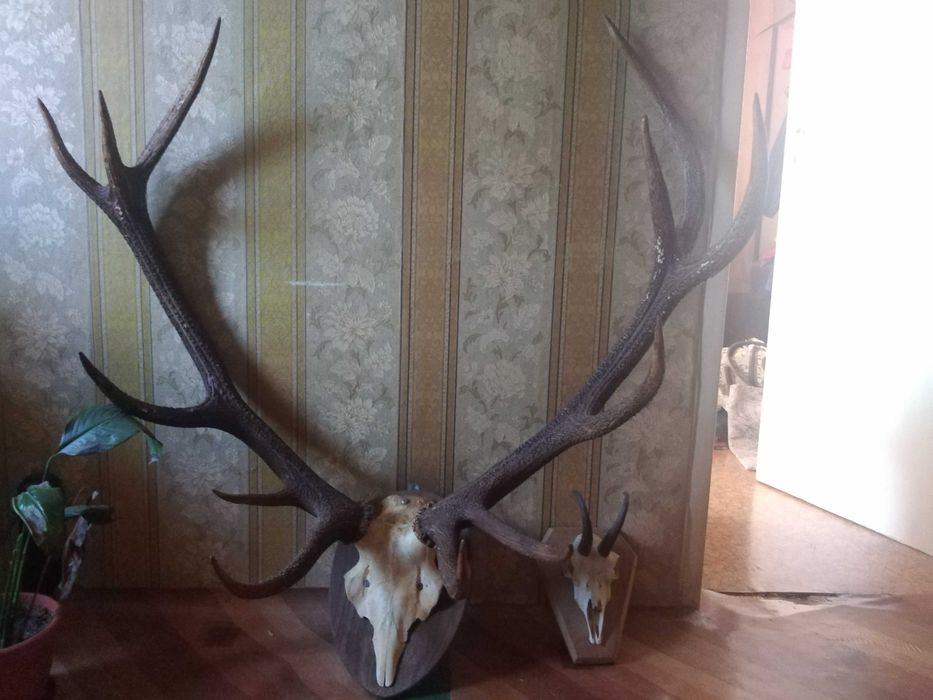 Рога от Елен, височина 90 см