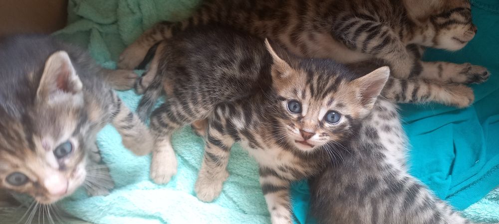 Полу бенгальские котята