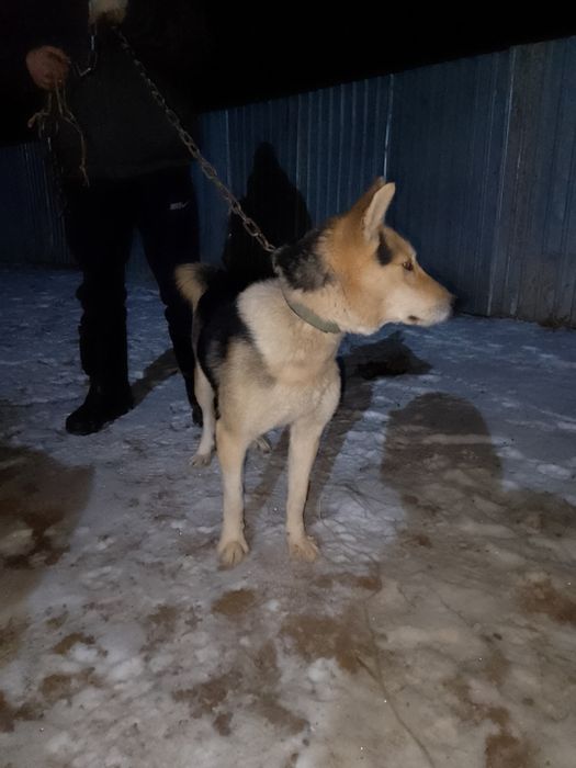 Собака лайка продоно