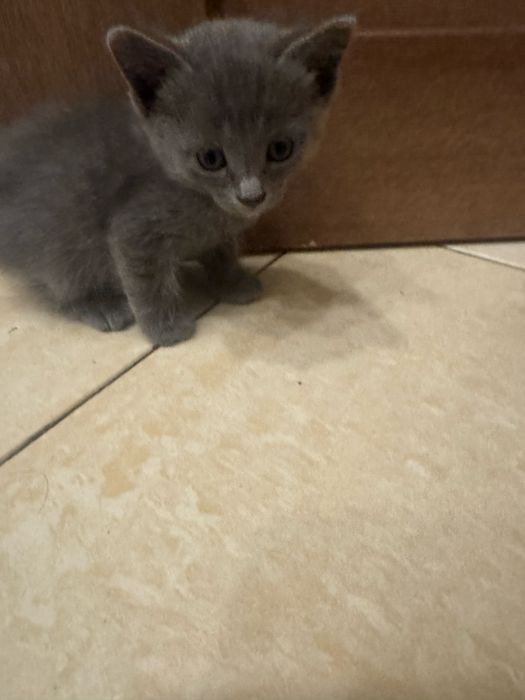 Котята срочно отдадим