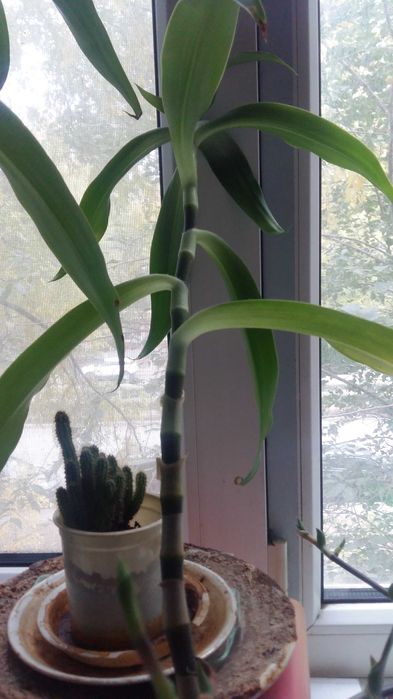 Цветы комнатные и лечебные