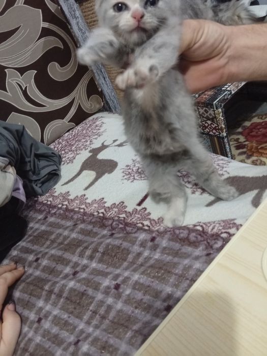 Продам котёнка вислоушка