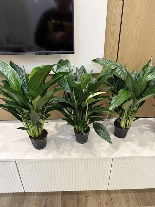 Продам Комнатные растения