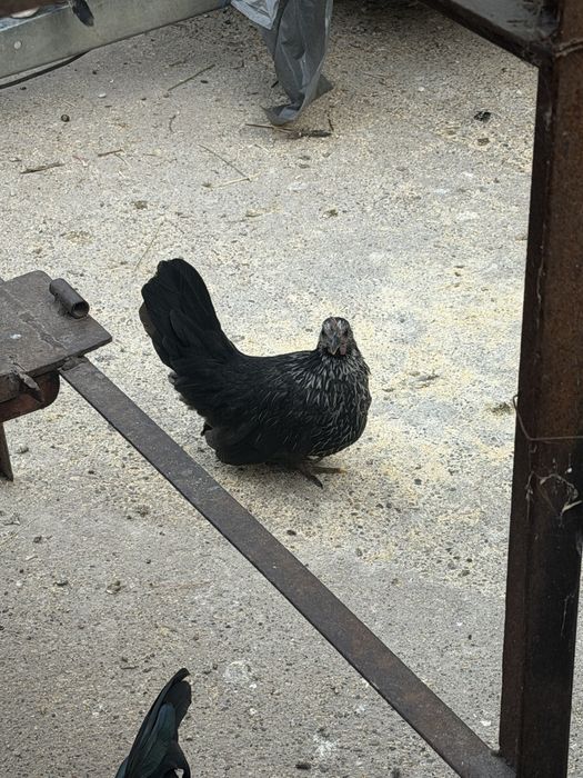 Găini si cocoș chabo .