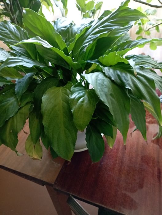 Продам комнатные цветы