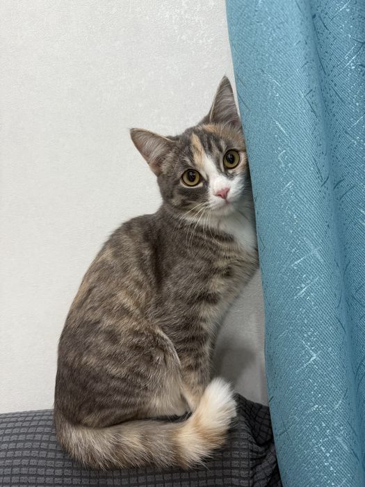 Кошка в хорошие руки