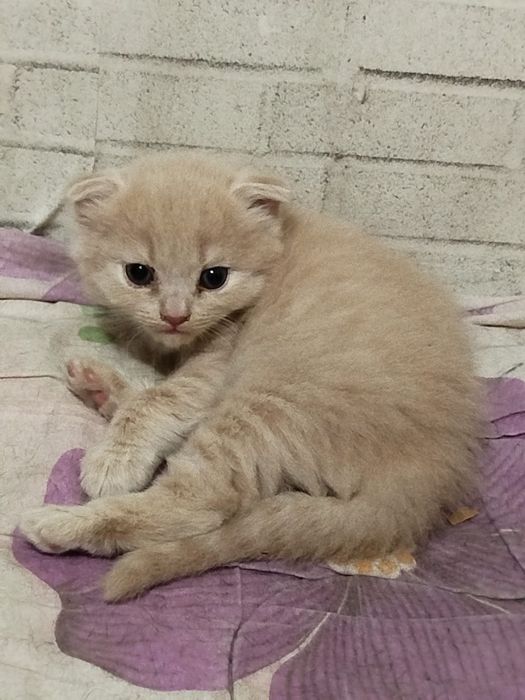 Отдам красивых котят