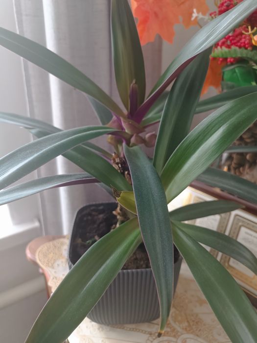 Цветы комнатные в горшках