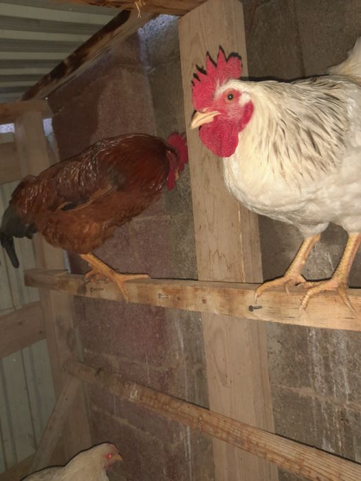 Жас қораздар сатылады сррочно