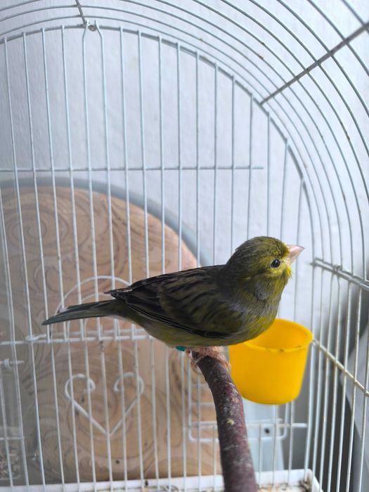 Продам канарейку самец (канарейка нар сотилади)