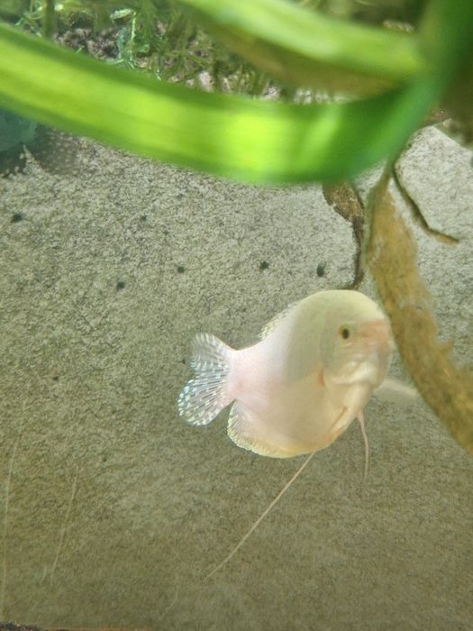 Vând gurami adulți