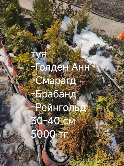 Ель, пихта, туя, можжевельник