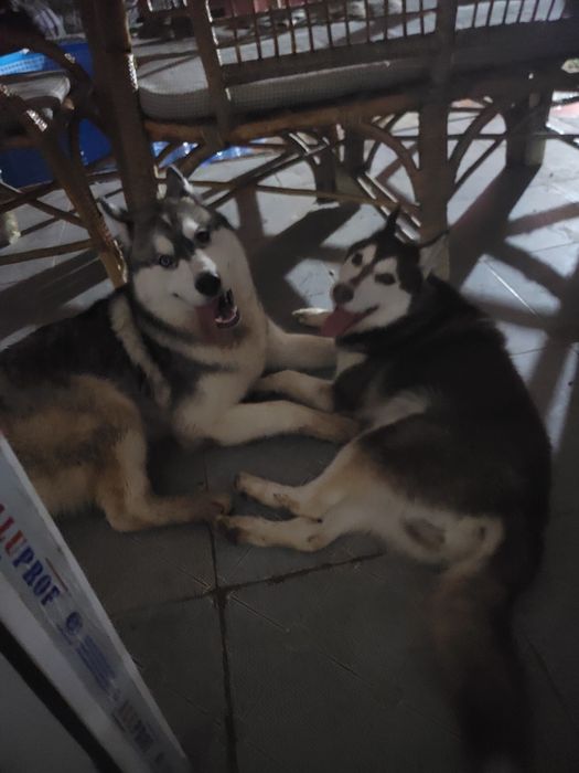 Остаться один мальчик реткого окраса сибирский хаски чистый читайте