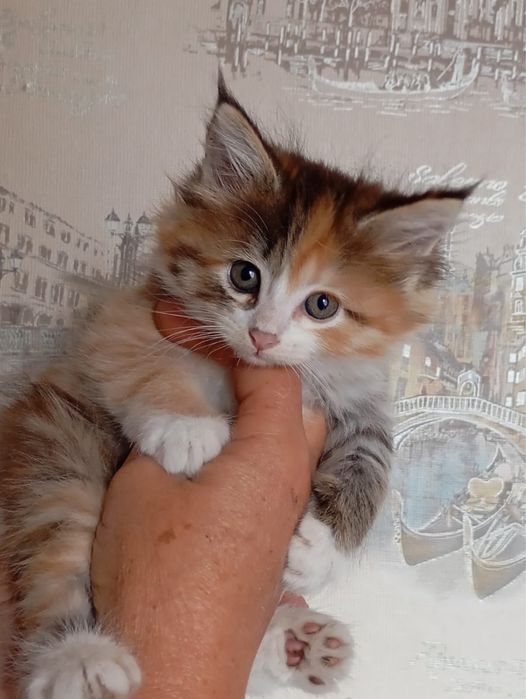 Мейн Куны котята