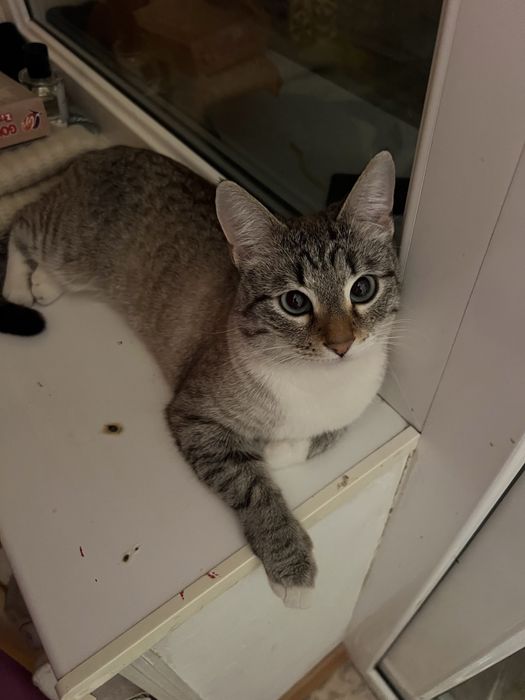 продаю кошку девочку