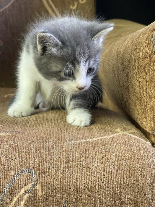 Отдам котят даром