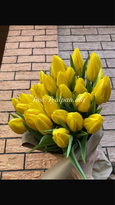Тюльпаны оптом с теплицы!