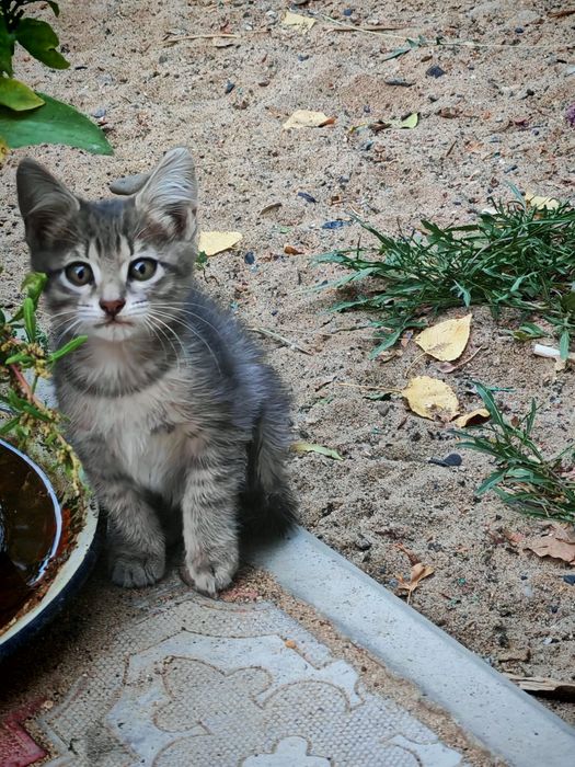 Отдам котят в добрые руки