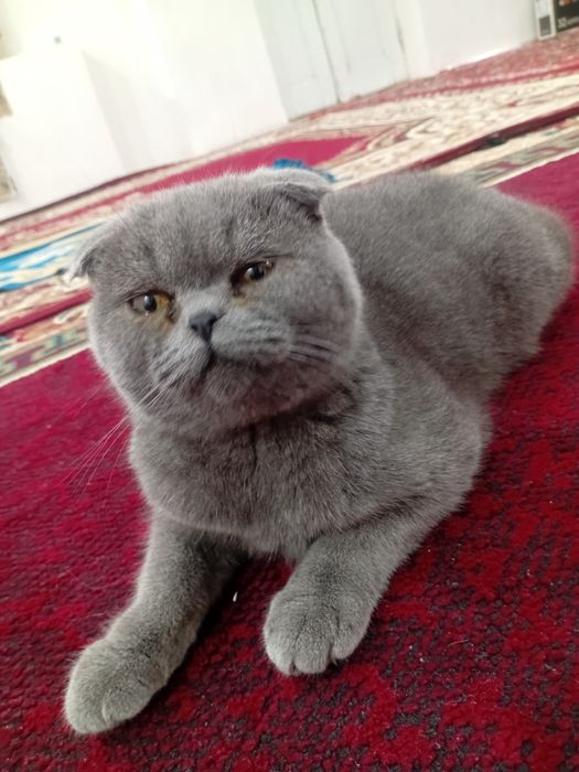 Scottish fold garantiya beriladi