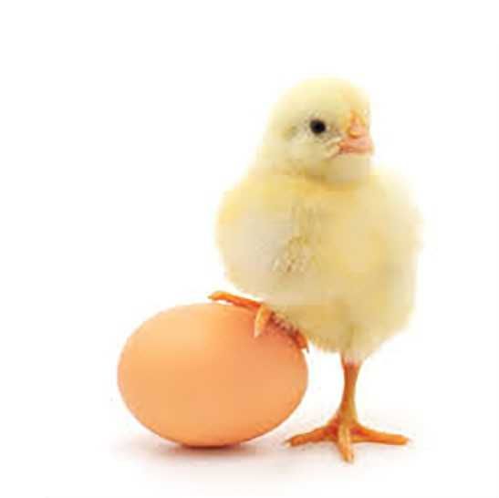 Pui de pui și ouă pentru incubație
Ross 308 și Cobb 500