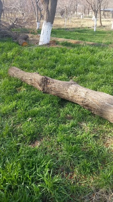 Urik daraxtini utini