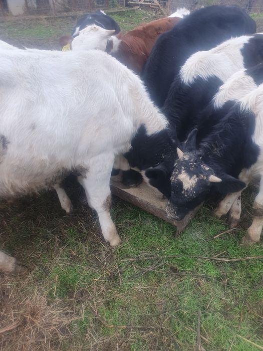 Vitei de vanzare viu sau taiat