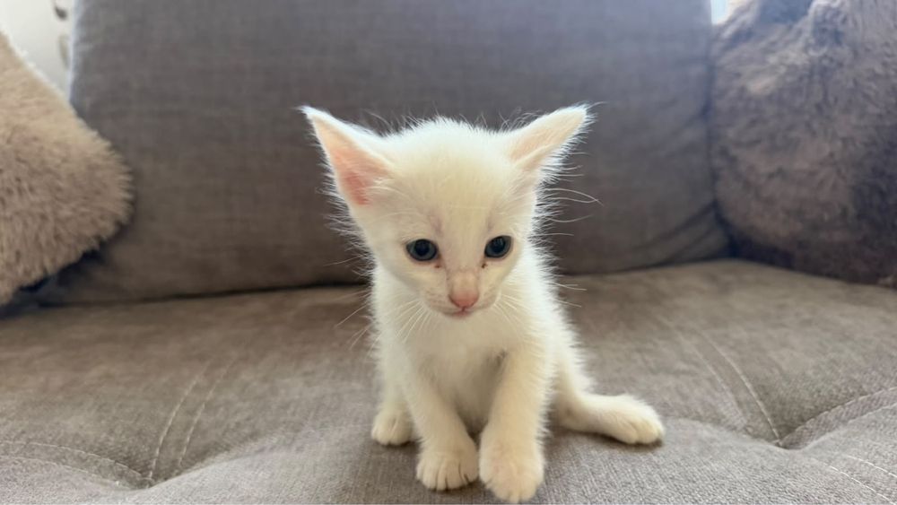 Котята бесплатно отдам
