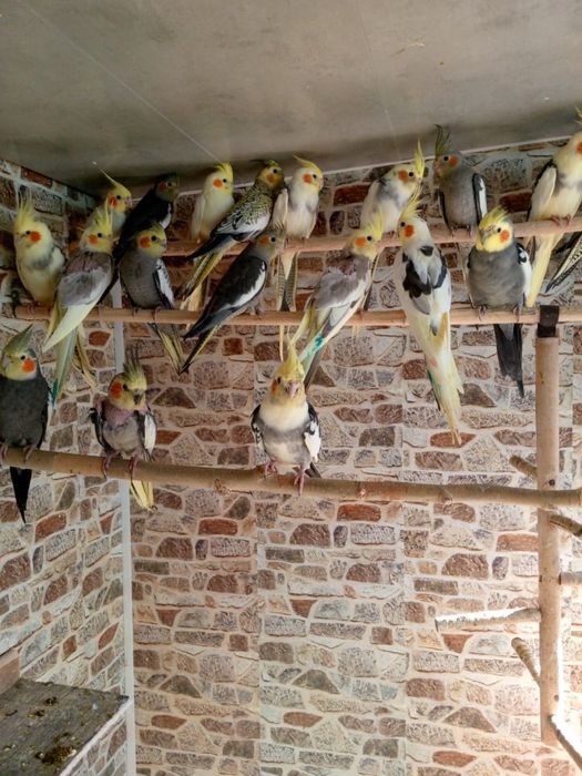 Карелла попугай по 8000