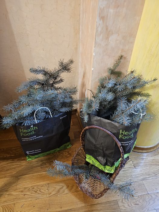 ветки  живые  лапник  нобилис голубая ель можевельник