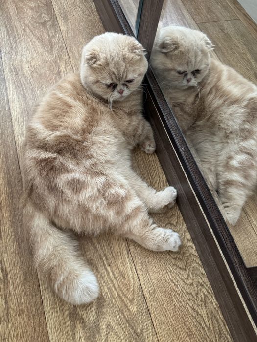 Срочно продается кот Скоттиш фоллд